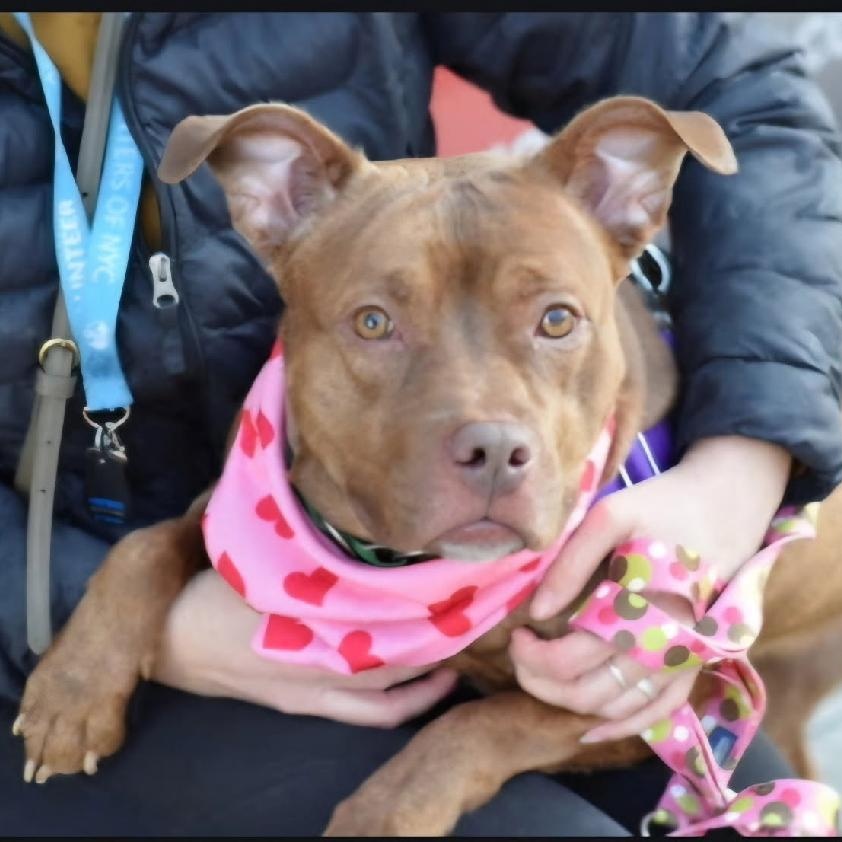 Enlarge Coco Marie, a Adoptable mixed breed in Whitestone, NY image 4/6