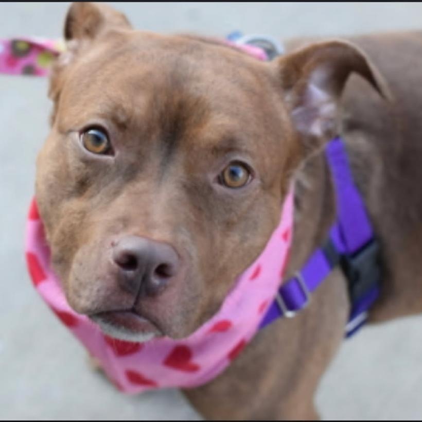 Enlarge Coco Marie, a Adoptable mixed breed in Whitestone, NY image 6/6