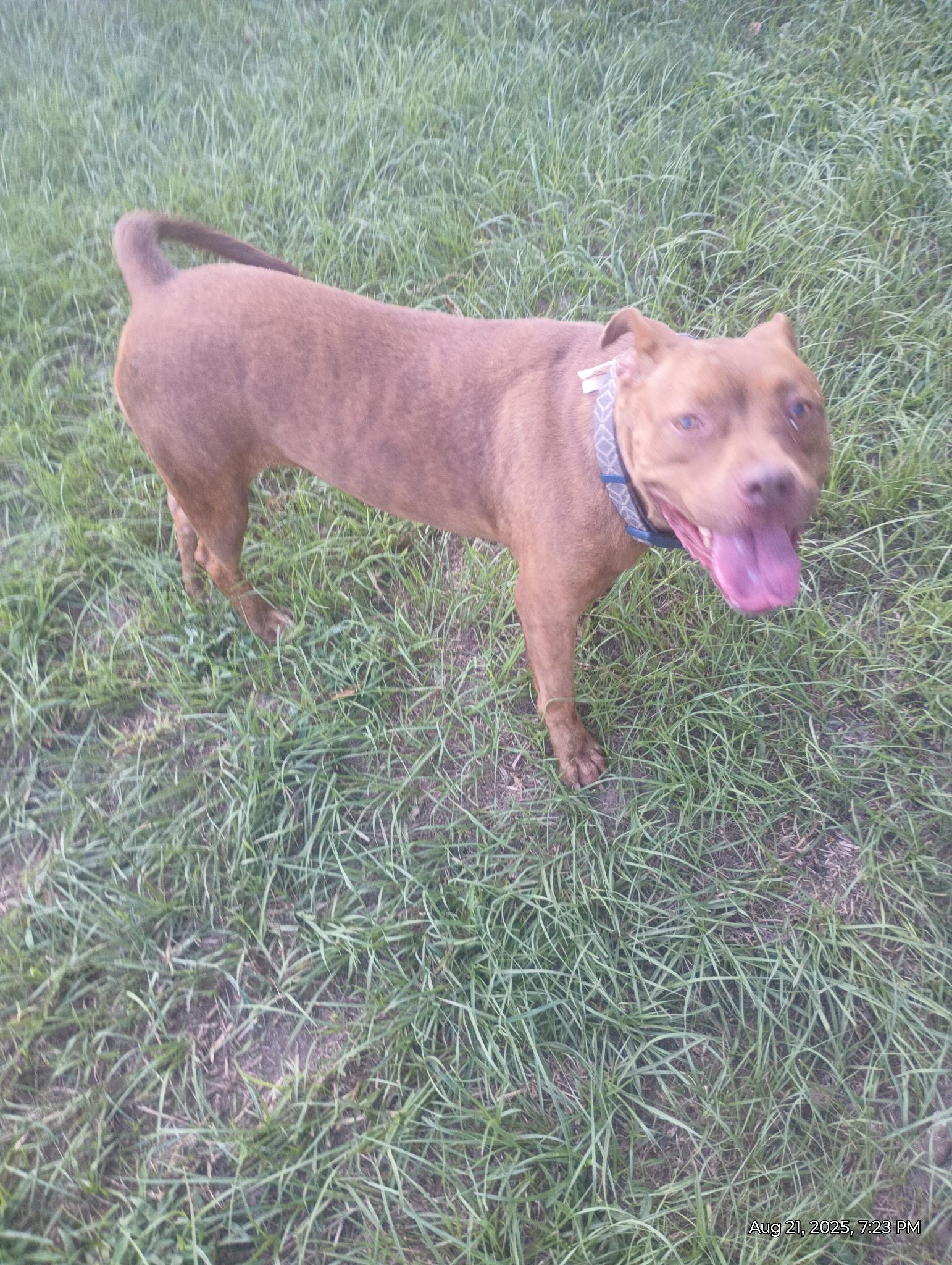 Enlarge Coco Marie, a Adoptable mixed breed in Whitestone, NY image 3/6