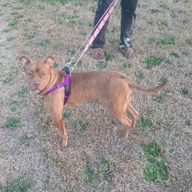 Enlarge Coco Marie, a Adoptable mixed breed in Whitestone, NY image 5/6