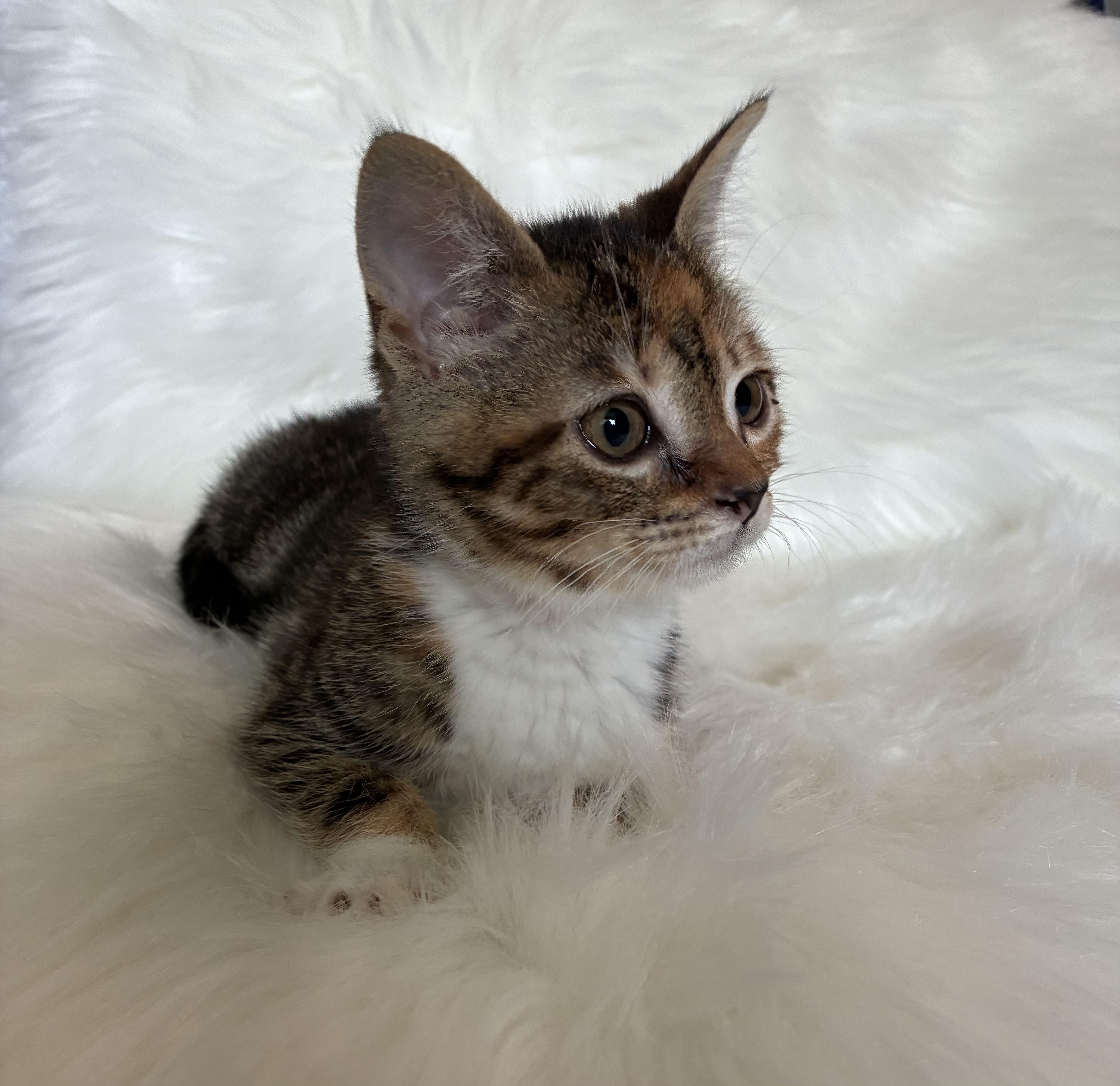 Enlarge Hope, a ADOPTABLE Domestic Short Hair in Columbia, MD image 4/6