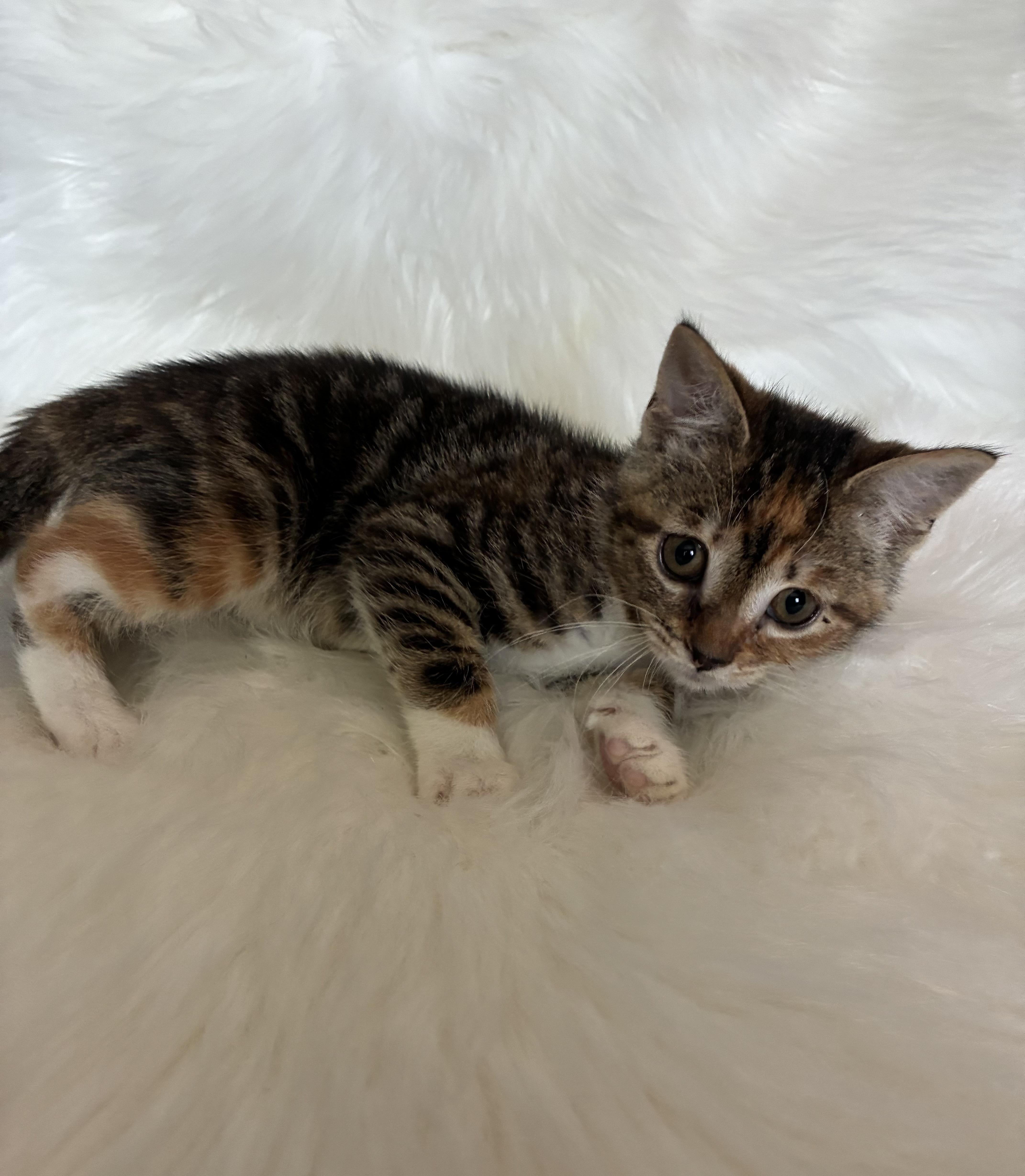 Enlarge Hope, a ADOPTABLE Domestic Short Hair in Columbia, MD image 3/6