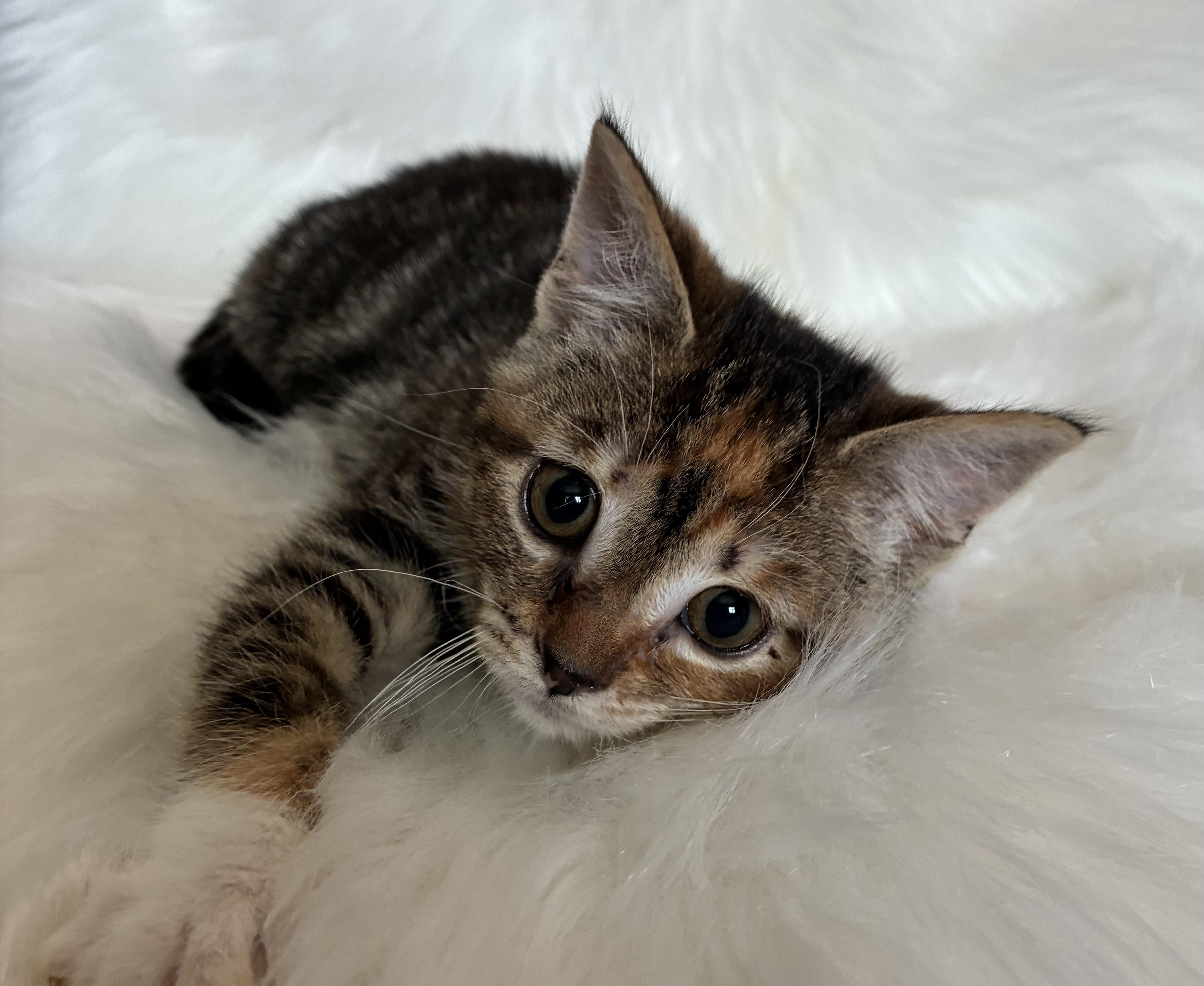 Enlarge Hope, a ADOPTABLE Domestic Short Hair in Columbia, MD image 2/6