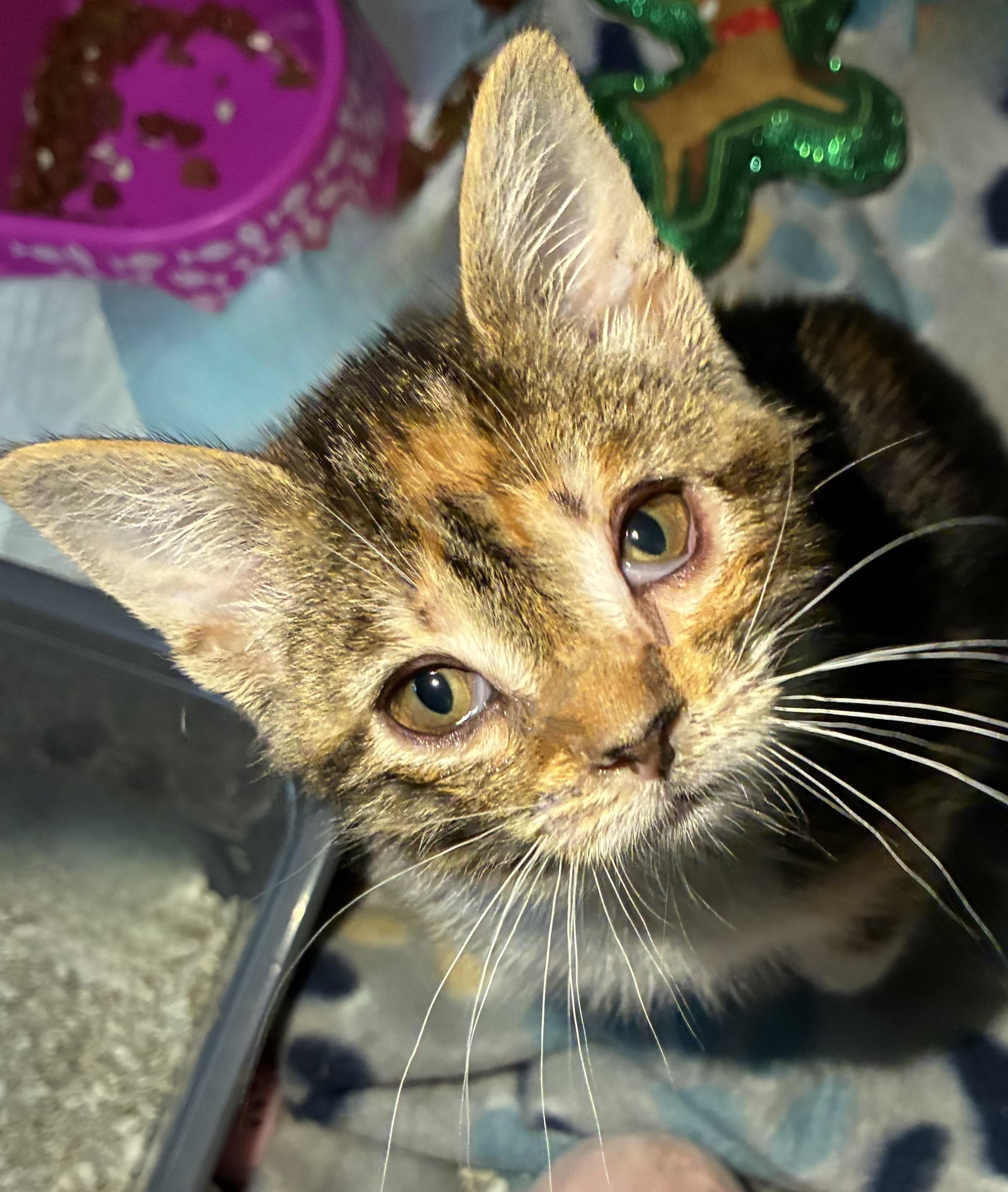 Enlarge Hope, a ADOPTABLE Domestic Short Hair in Columbia, MD image 6/6
