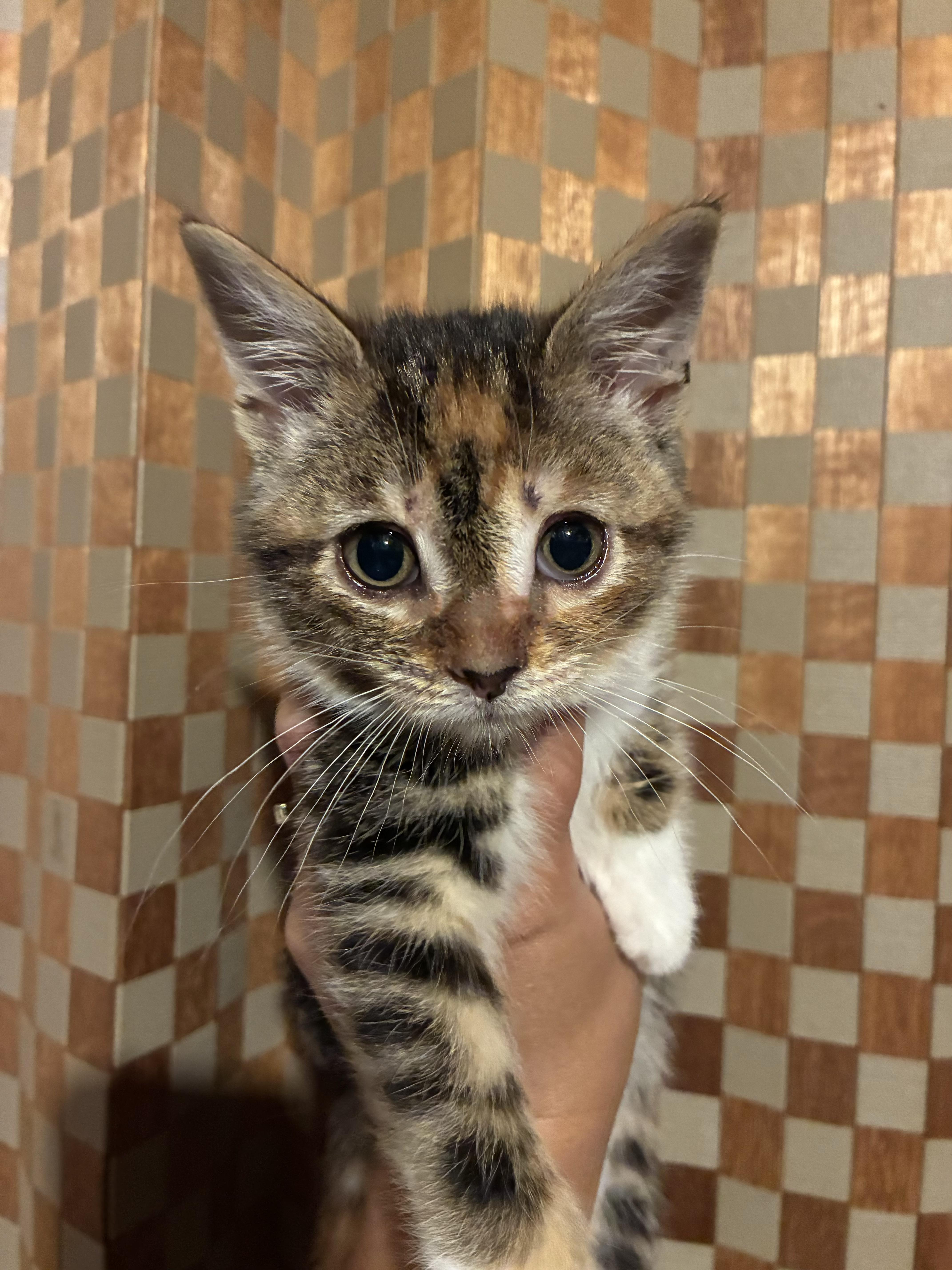 Hope, ADOPTABLE, Kitten Female Domestic Short Hair.