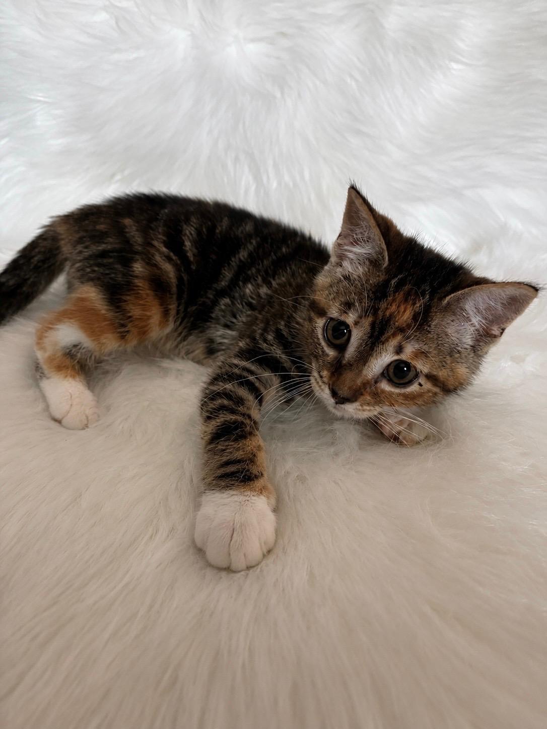Enlarge Hope, a ADOPTABLE Domestic Short Hair in Columbia, MD image 5/6