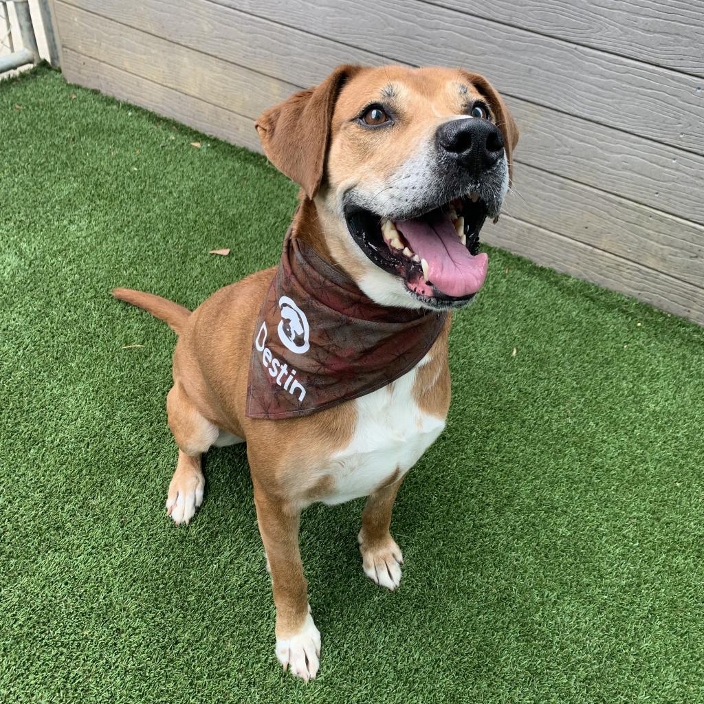 Destin, a Adoptable mixed breed in Chattanooga, TN image 2/6