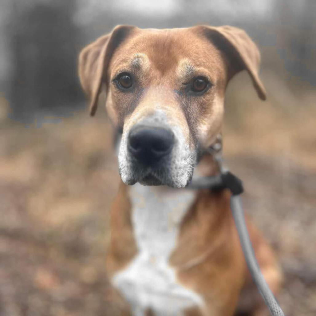 Destin, a Adoptable mixed breed in Chattanooga, TN image 3/6