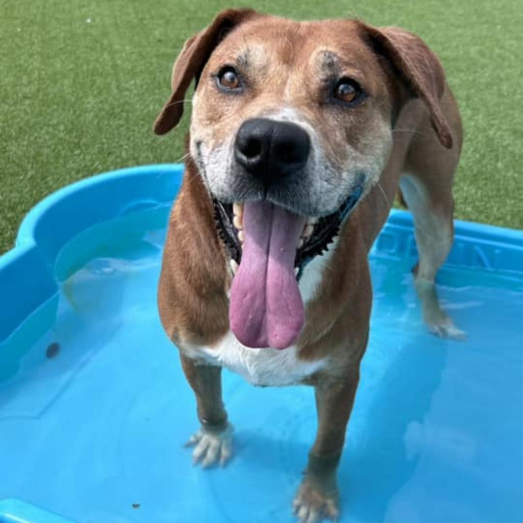 Destin, a Adoptable mixed breed in Chattanooga, TN image 6/6