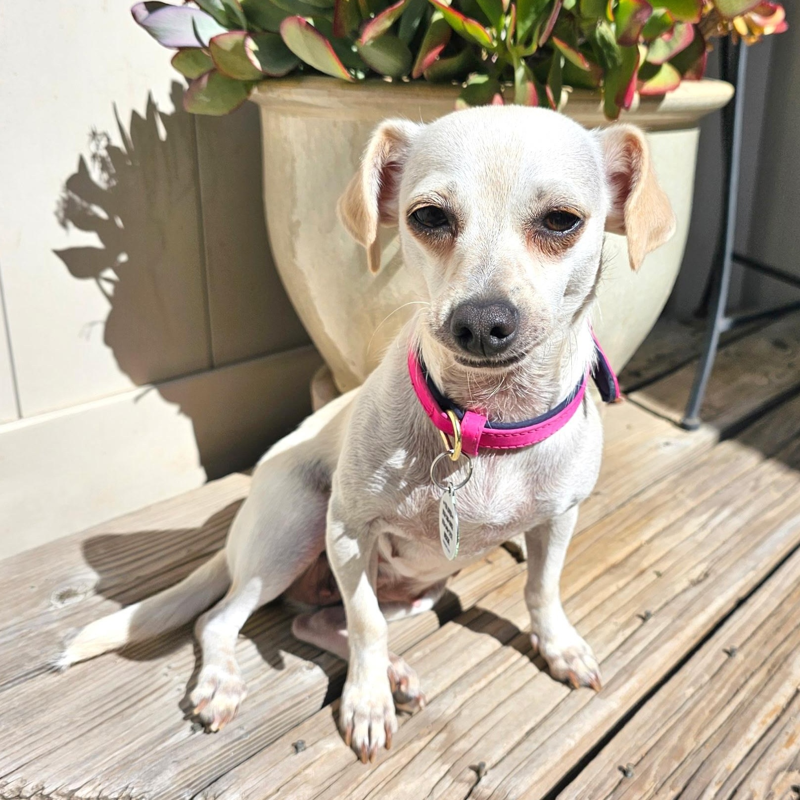 Patty, a Adoptable mixed breed in Sun Valley, CA image 6/6
