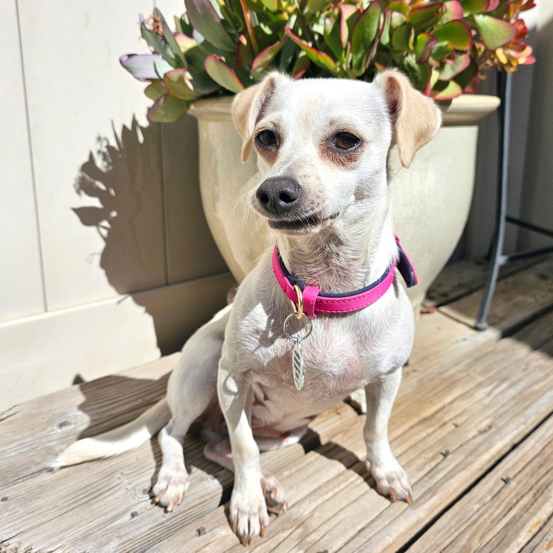 Patty, a Adoptable mixed breed in Sun Valley, CA image 5/6