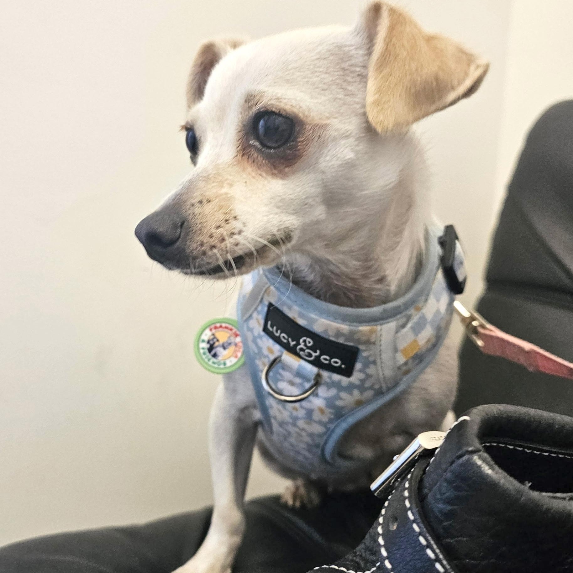 Patty, a Adoptable mixed breed in Sun Valley, CA image 3/6