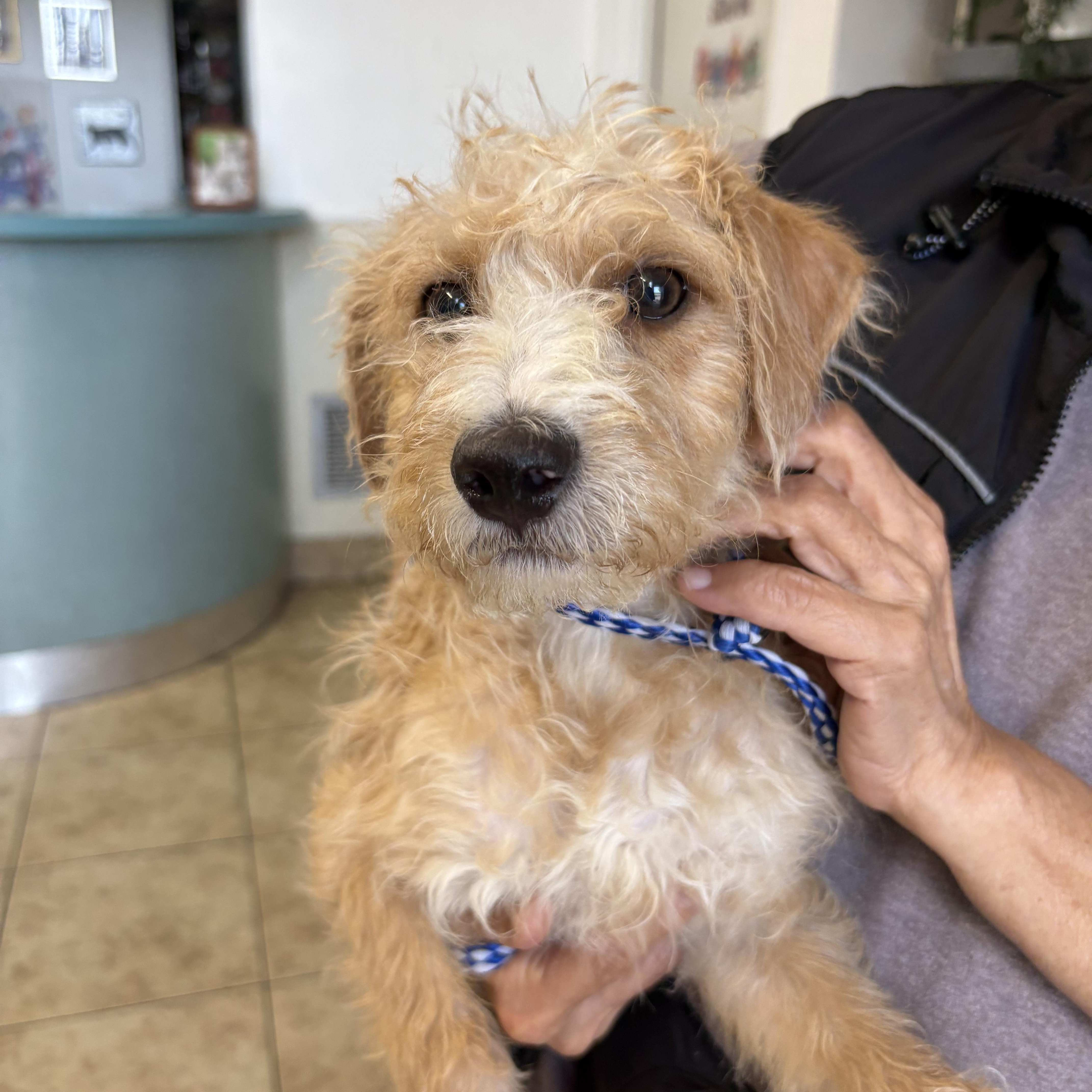 Enlarge JACK, a ADOPTABLE mixed breed in los angeles, CA image 3/4