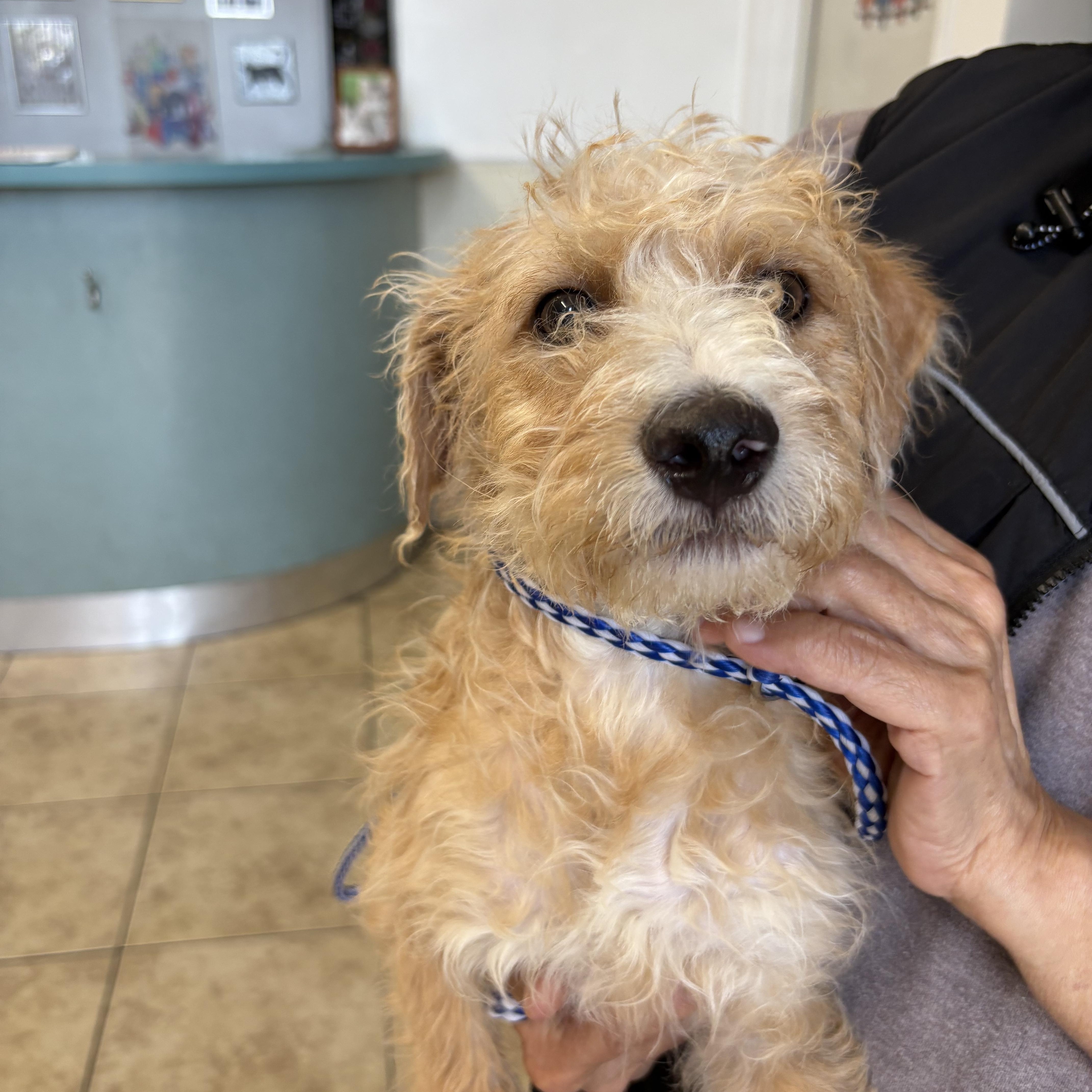 Enlarge JACK, a ADOPTABLE mixed breed in los angeles, CA image 1/4