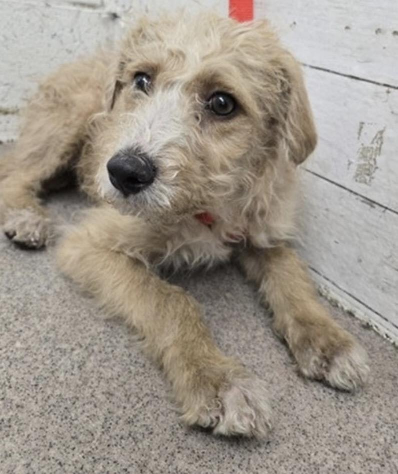 Enlarge JACK, a ADOPTABLE mixed breed in los angeles, CA image 4/4