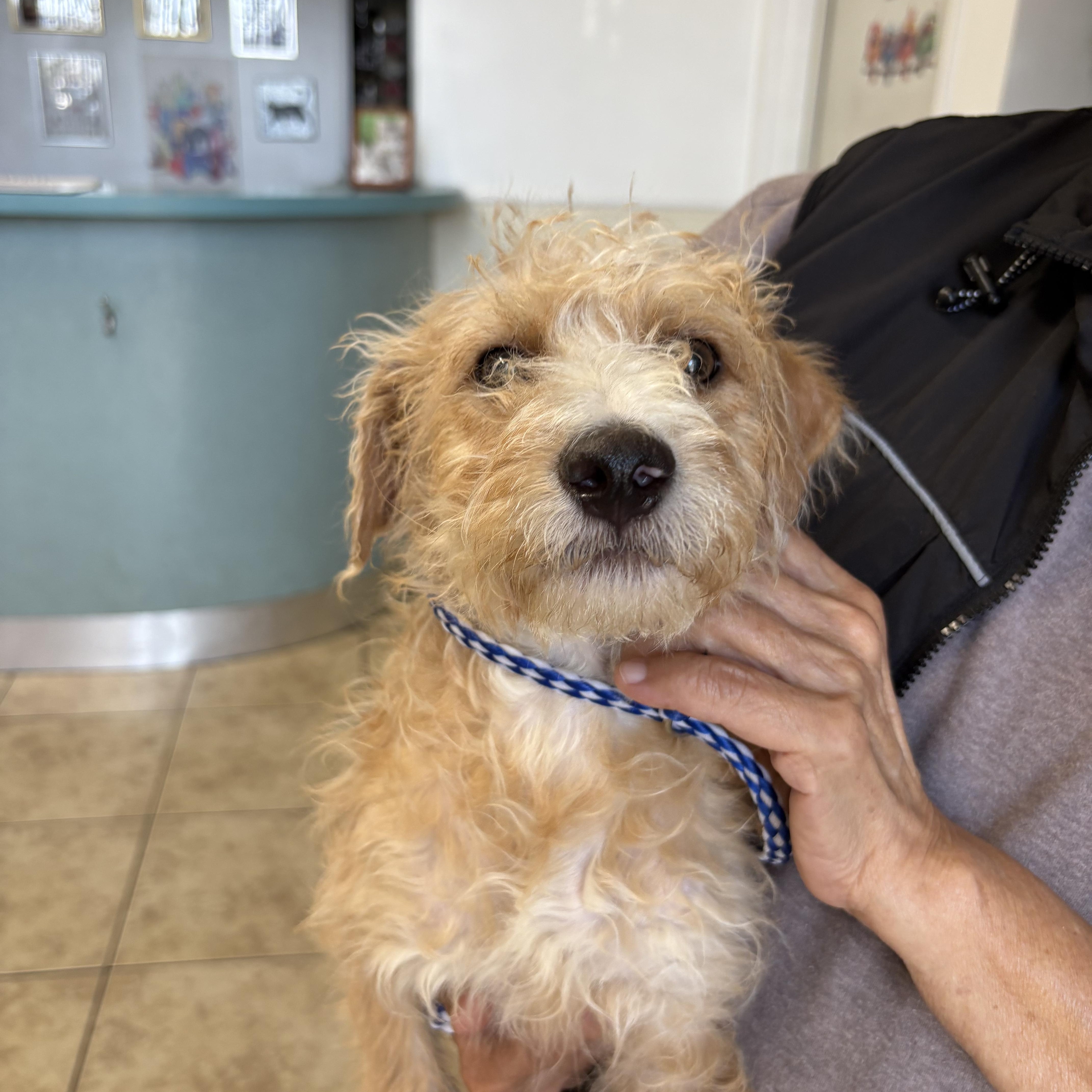 Enlarge JACK, a ADOPTABLE mixed breed in los angeles, CA image 2/4