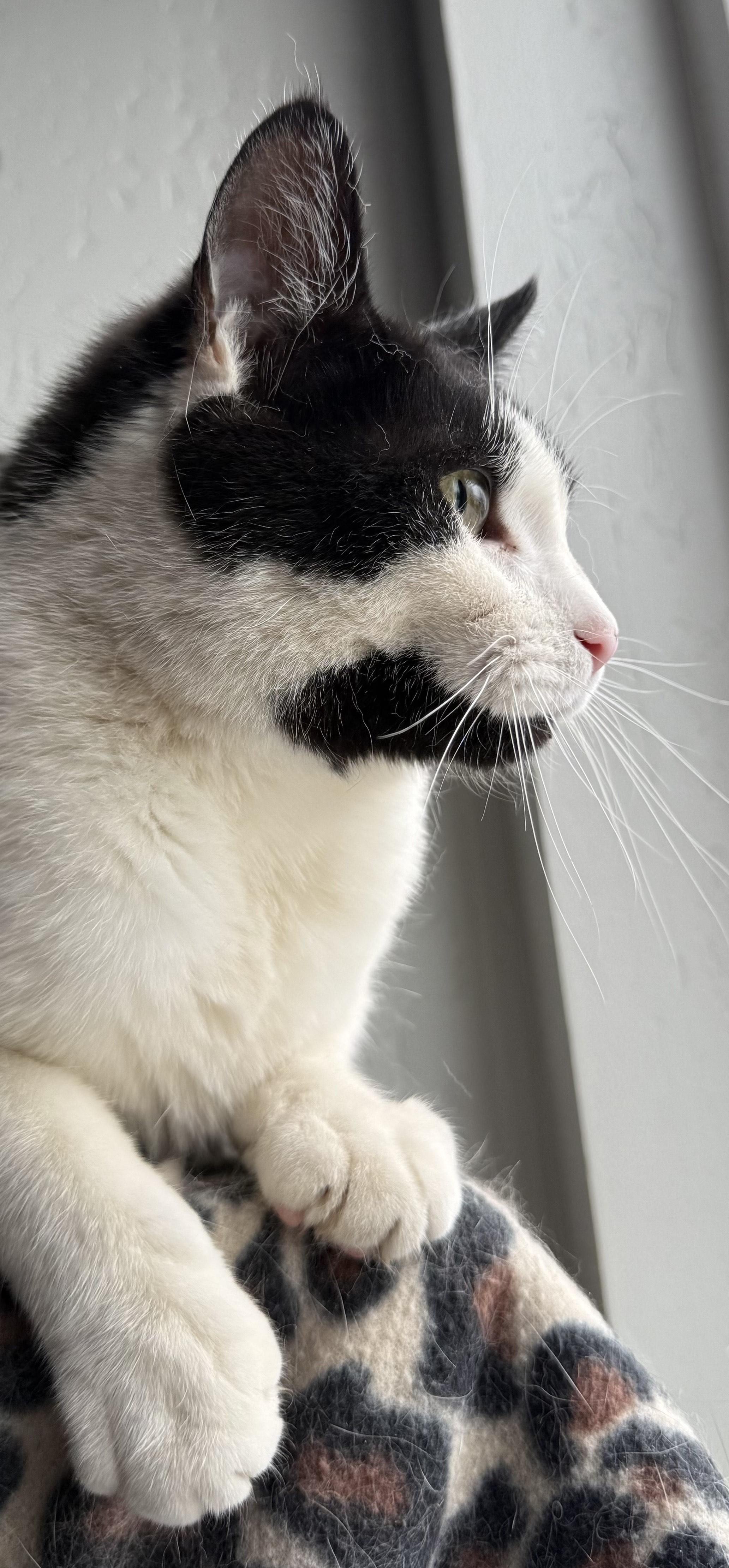 Enlarge Harry, a Adoptable mixed breed in Butte, MT image 4/5