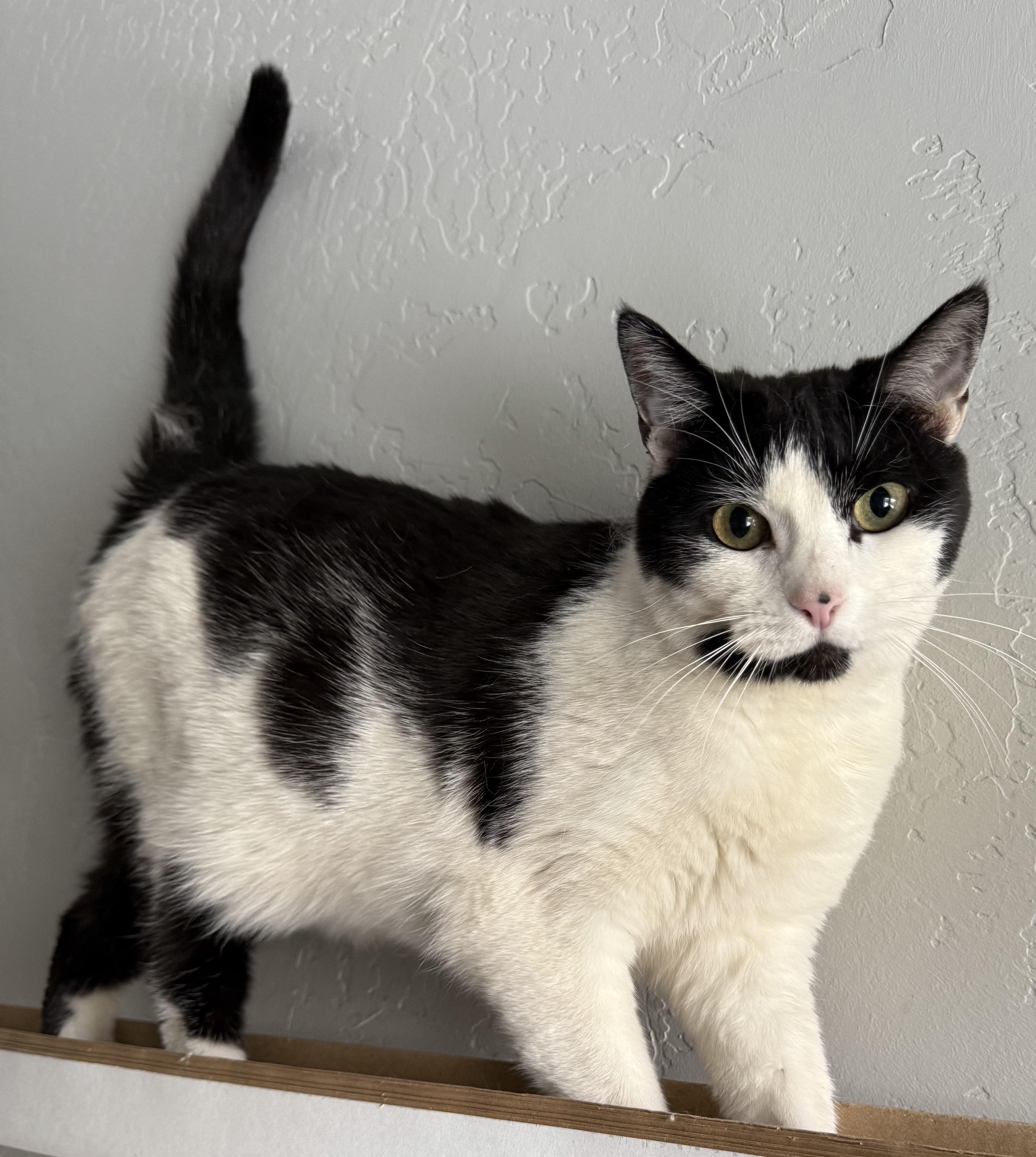 Enlarge Harry, a Adoptable mixed breed in Butte, MT image 1/5