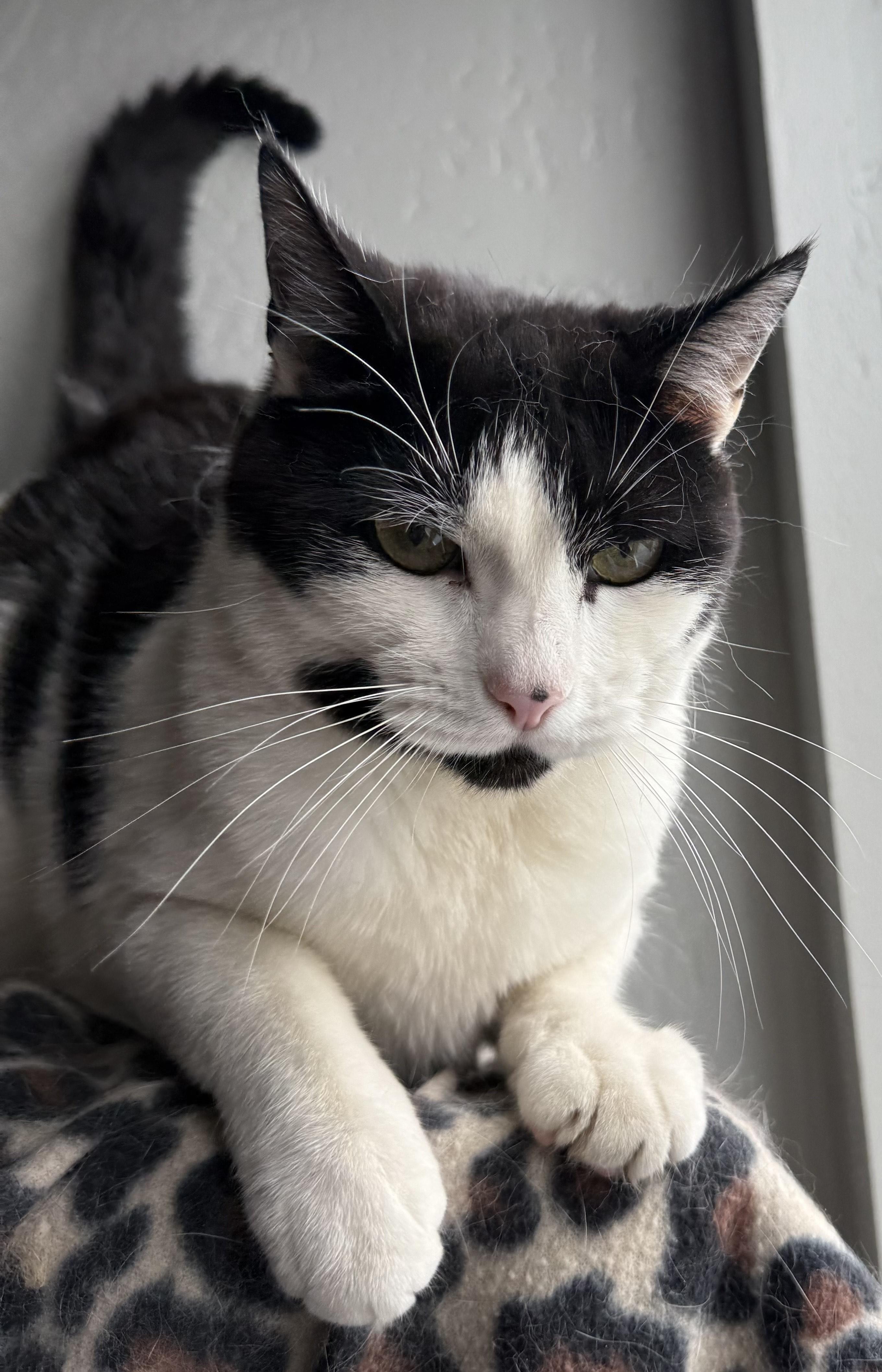 Enlarge Harry, a Adoptable mixed breed in Butte, MT image 3/5