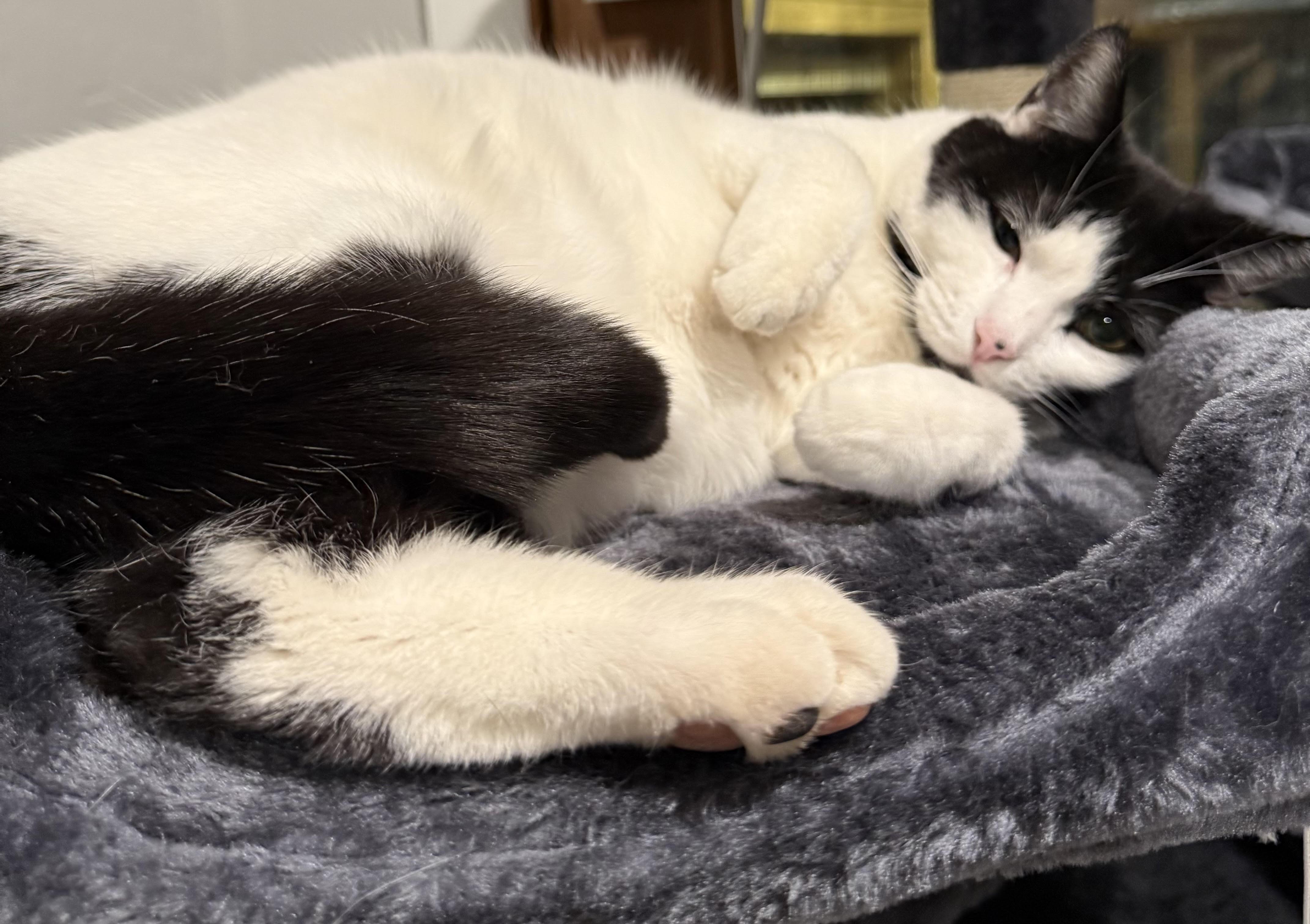 Enlarge Harry, a Adoptable mixed breed in Butte, MT image 2/5