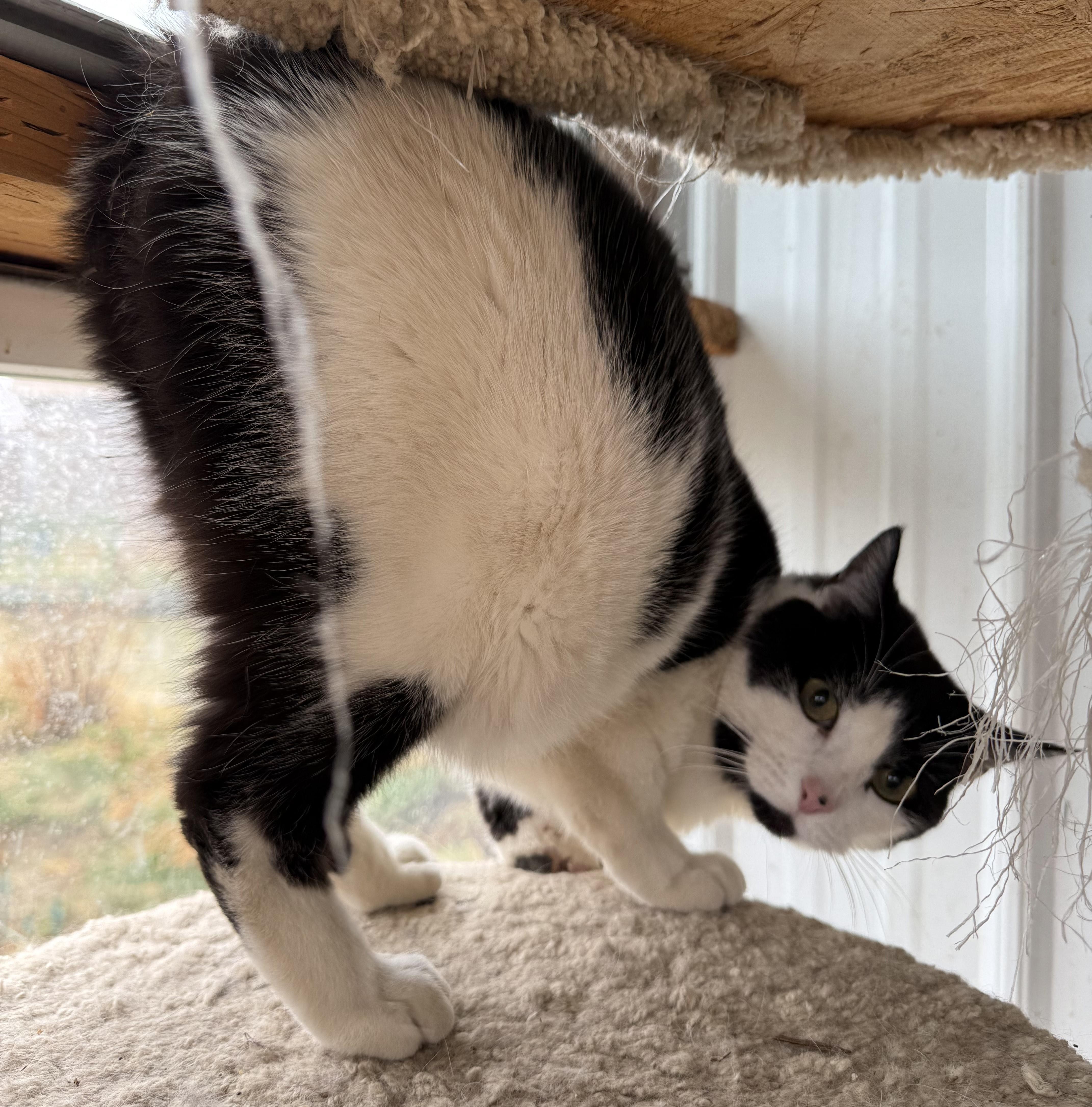 Enlarge Harry, a Adoptable mixed breed in Butte, MT image 5/5