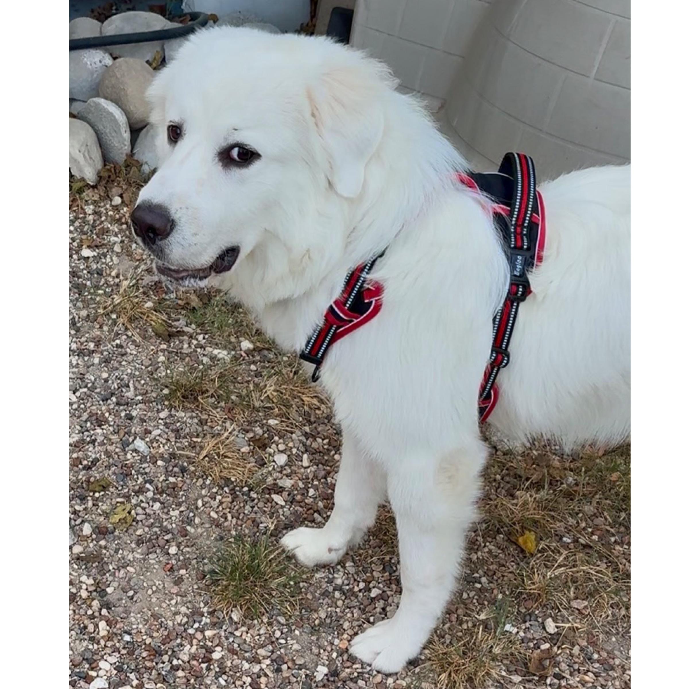 Enlarge Samson, a ADOPTABLE mixed breed in Kingwood, TX image 3/6