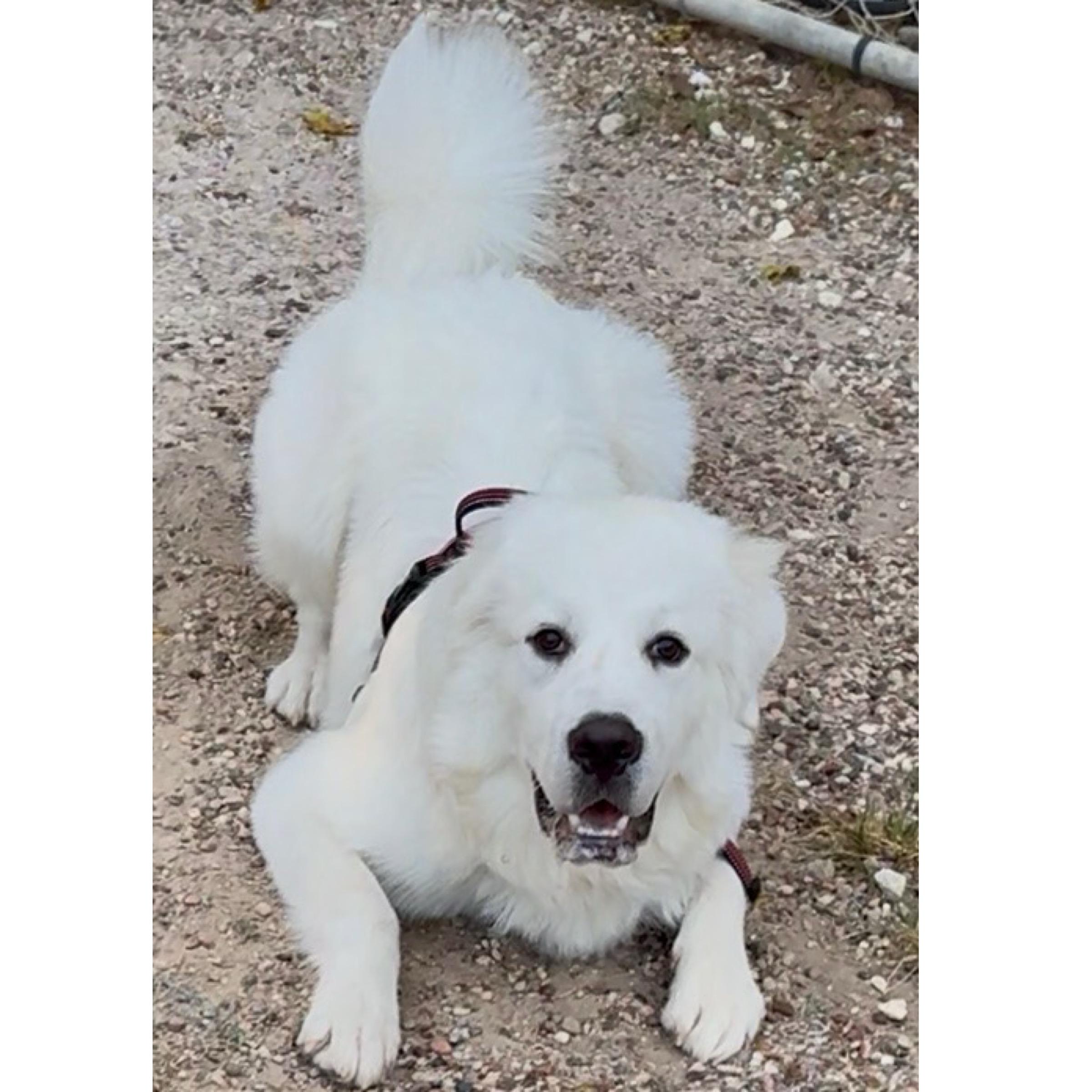 Enlarge Samson, a ADOPTABLE mixed breed in Kingwood, TX image 1/6