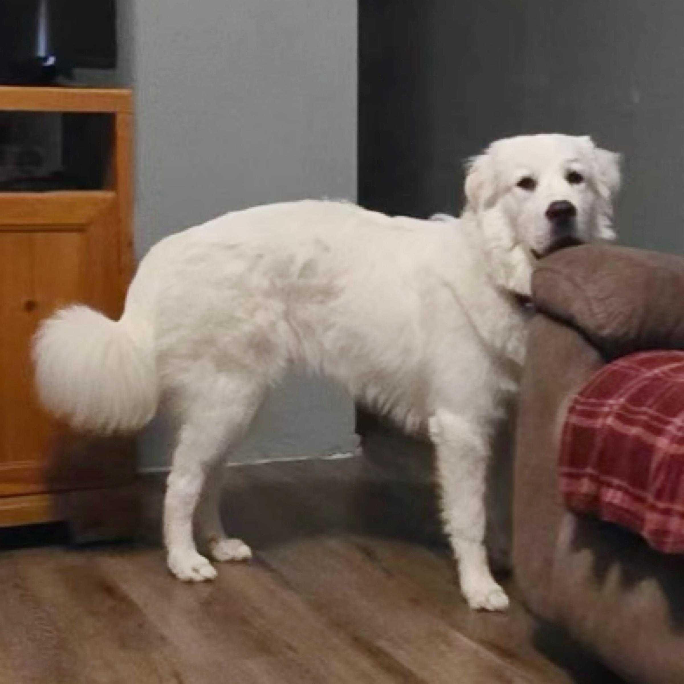 Enlarge Samson, a Adoptable mixed breed in Kingwood, TX image 3/6
