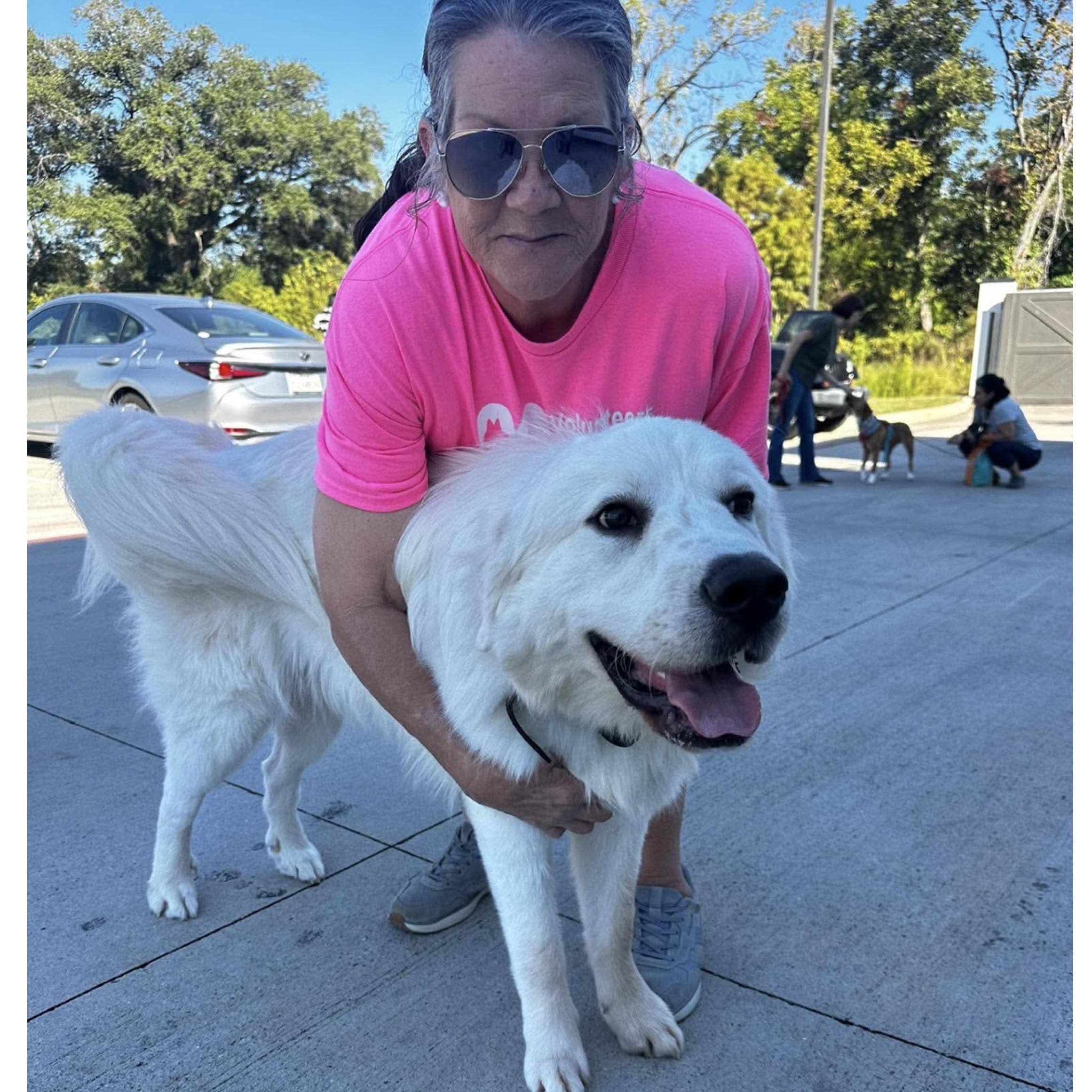 Samson, Adopted, Young Male Great Pyrenees.