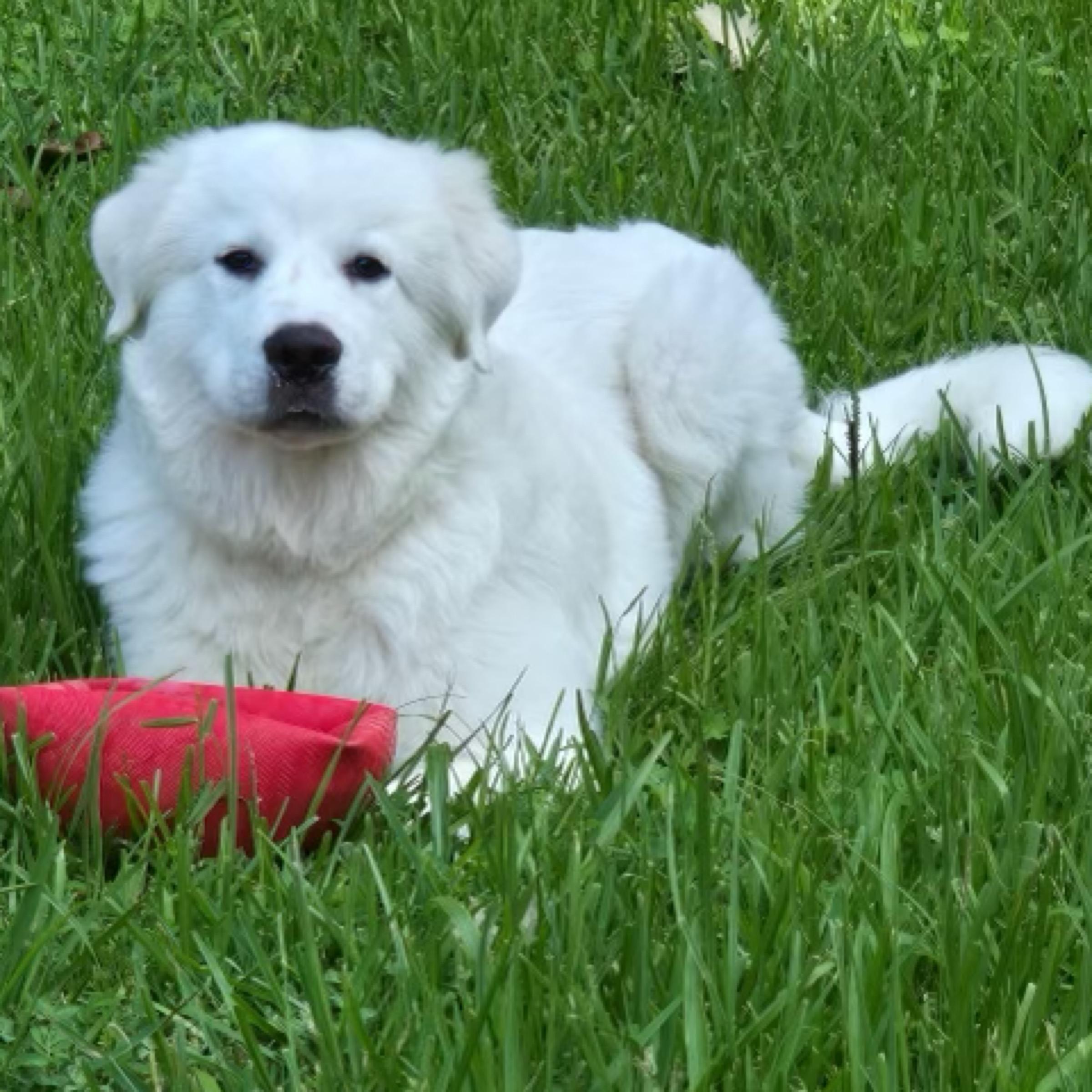 Enlarge Samson, a ADOPTABLE mixed breed in Kingwood, TX image 6/6