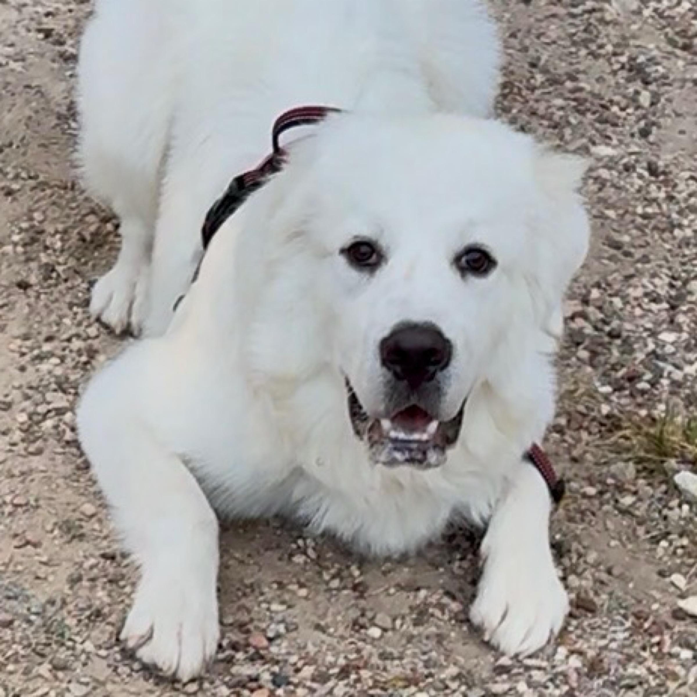 Enlarge Samson, a ADOPTABLE mixed breed in Kingwood, TX image 2/6