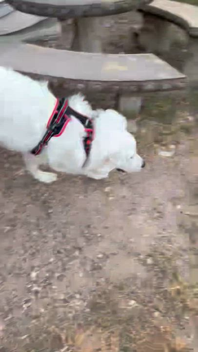 Enlarge Samson, a ADOPTABLE mixed breed in Kingwood, TX video 4/6