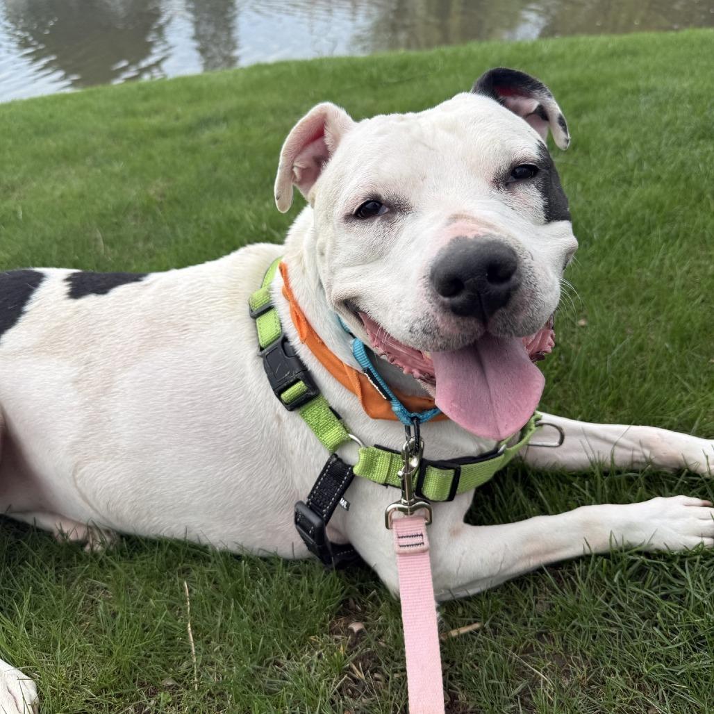Lettie, Adoptable, Adult Female Pit Bull Terrier.