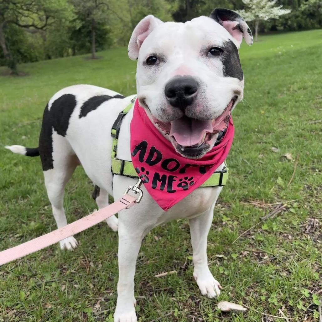 Enlarge Lettie, a Adoptable Pit Bull Terrier in Fort Wayne, IN image 2/6