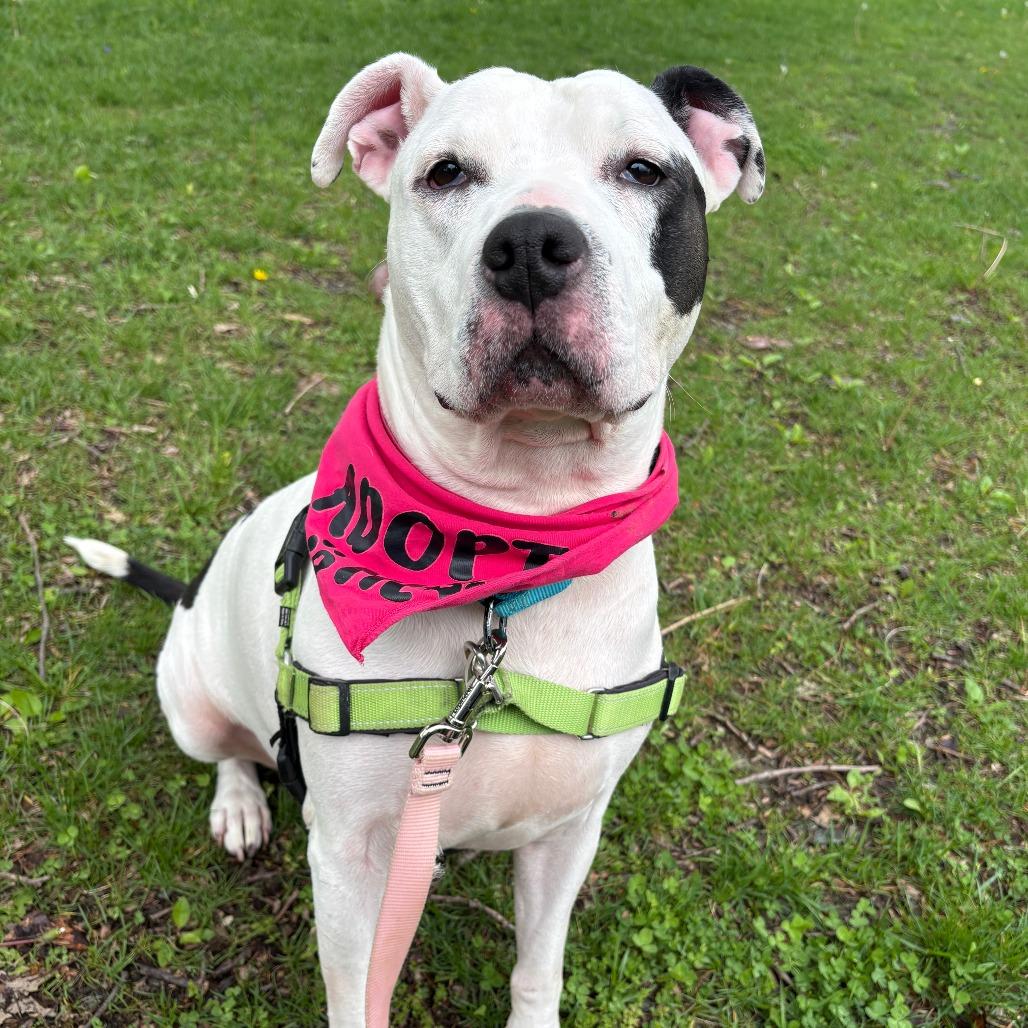 Enlarge Lettie, a Adoptable Pit Bull Terrier in Fort Wayne, IN image 3/6