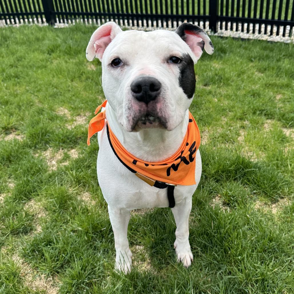 Enlarge Lettie, a Adoptable Pit Bull Terrier in Fort Wayne, IN image 4/6