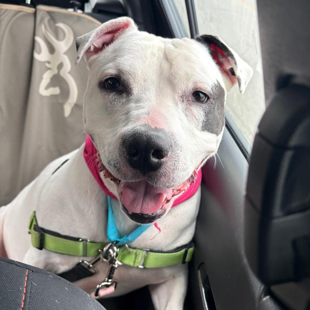 Enlarge Lettie, a Adoptable Pit Bull Terrier in Fort Wayne, IN image 5/6