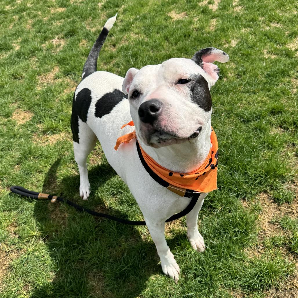 Enlarge Lettie, a Adoptable Pit Bull Terrier in Fort Wayne, IN image 6/6