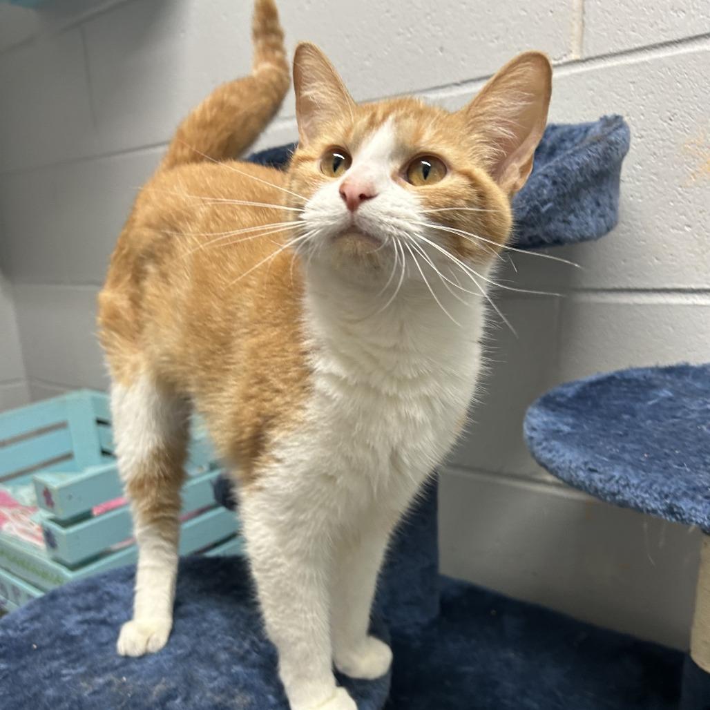 Dorito, Adoptable, Adult Female American Shorthair.