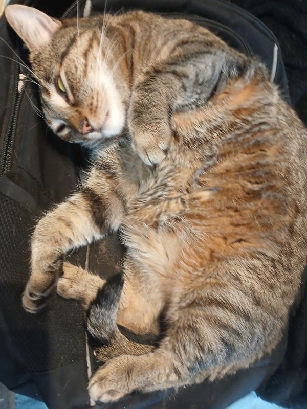 Queenie, Adoptable, Adult Female Domestic Short Hair.