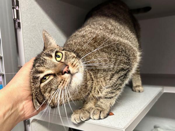 Queenie, Adoptable, Adult Female Domestic Short Hair.