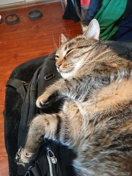 Enlarge Queenie, a Adoptable mixed breed in New York, NY image 2/6