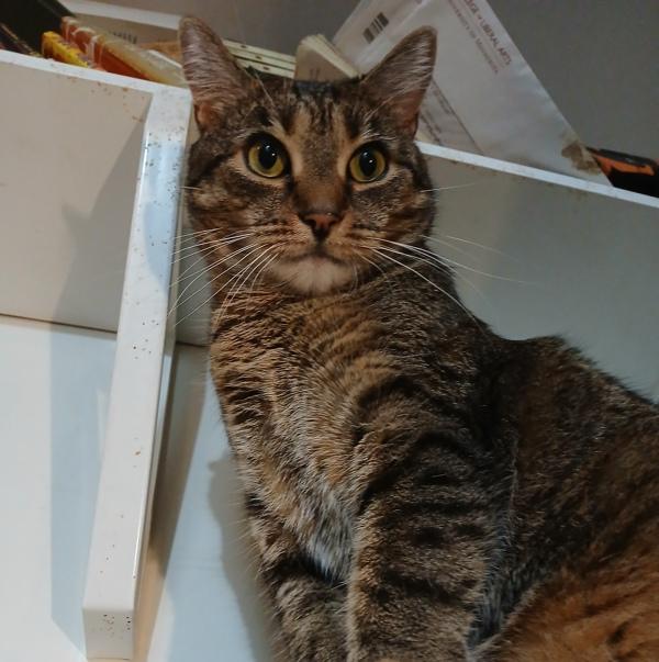 Enlarge Queenie, a Adoptable mixed breed in New York, NY image 3/6