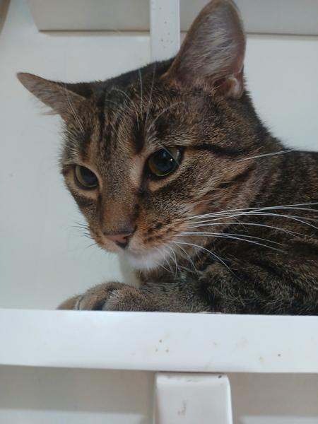 Enlarge Queenie, a Adoptable mixed breed in New York, NY image 4/6