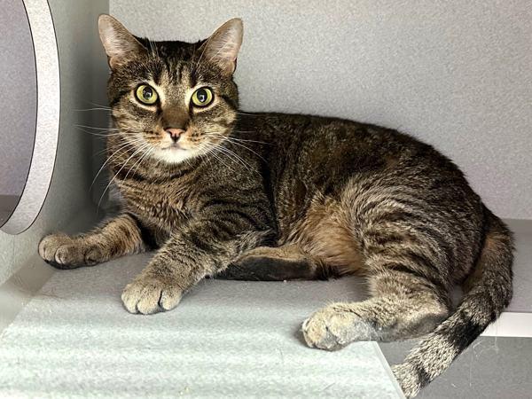 Enlarge Queenie, a Adoptable mixed breed in New York, NY image 5/6