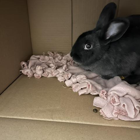 Enlarge Nibbles, a Adoptable mixed breed in Springfield, MA image 1/5