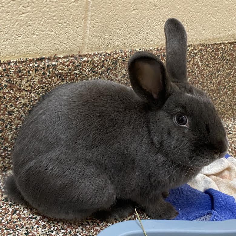 Enlarge Nibbles, a Adoptable mixed breed in Springfield, MA image 2/5