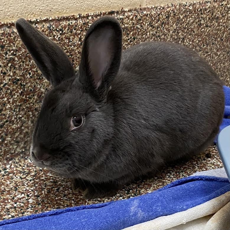 Enlarge Nibbles, a Adoptable mixed breed in Springfield, MA image 3/5