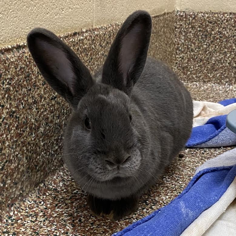 Enlarge Nibbles, a Adoptable mixed breed in Springfield, MA image 4/5