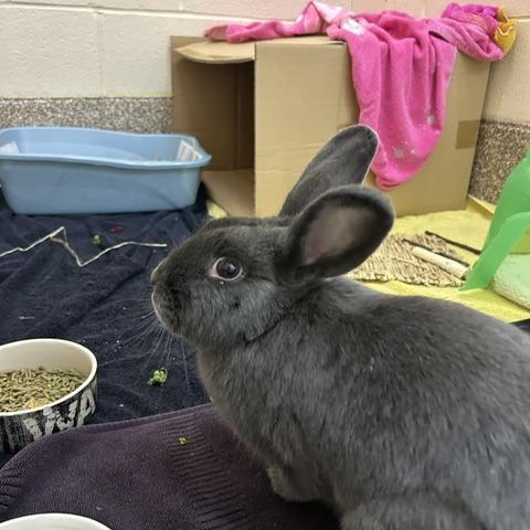 Enlarge Nibbles, a Adoptable mixed breed in Springfield, MA image 5/5